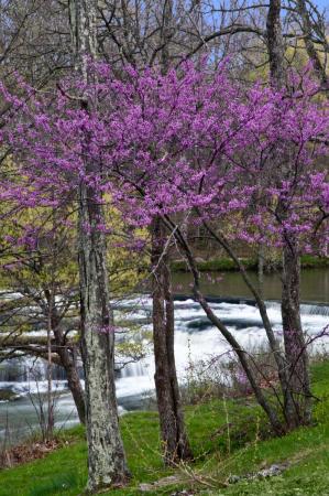 wr Redbuds Daviess