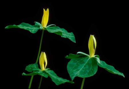 wr Yellow Trilliums2